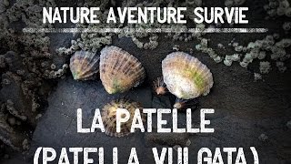 La patelle coquillage comestible [upl. by Yllak]