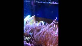 Breeding Amphiprion latezonatus Clownfish [upl. by Anav363]