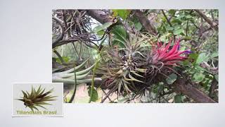 Tillandsia IONANTHA em Habitat TillandsiasBRASILcom [upl. by Arod378]