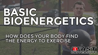 Basic Bioenergetics How does your body find the energy to exercise [upl. by Neddra106]