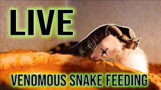 Feeding live rats to Deadly Venomous Snakes With Inkmaster Gian Karle [upl. by Ramhaj]