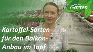 Bunte Blüten und gesundes Laub KartoffelSorten für den Balkon  MDR Garten [upl. by Aihsatsan]