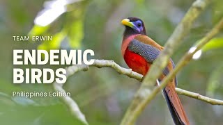 10 Endemic Birds in the Philippines [upl. by Lunnete]