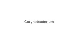 How to Pronounce quotCorynebacteriumquot [upl. by Ikram309]