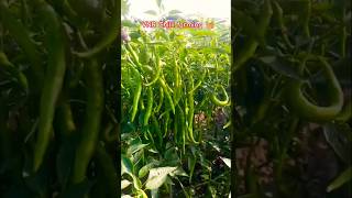 VNR seeds chilli farming vegetablefarming96 vegetable [upl. by Aiuqes]