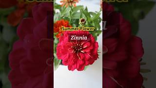 Summer Flowering Plant 🌸ZINNIA🌸summerflowers gardening shorts [upl. by Meesaw]