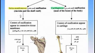 06The Skeleton8Ossification of Bones Anatomy Intro Dr Ahmed Kamal [upl. by Anamuj]