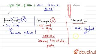 Which simple permanent tissue consists of long narrow cells with thick and lignified wall [upl. by Llednew285]