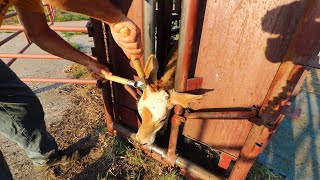 DEHORNING BANDING AND VACCINATING CALVES [upl. by Schuyler]