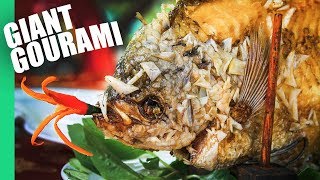 The Ultimate MEKONG DELTA Tour  Eating a GIANT GOURAMI [upl. by Bonita]