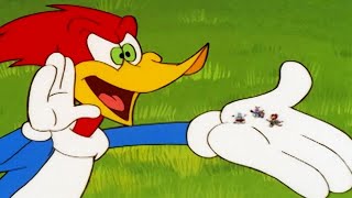 Woody Woodpecker Show  Party Animal  Full Episode  Kids Cartoon  Videos For Kids [upl. by Odelle]