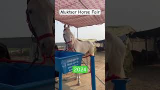 Muktsar Horse Fair reel [upl. by Sanjiv]