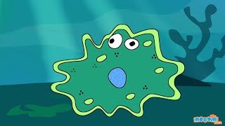 Nutrition in Amoeba  Feeding amp Digestion Process  Science for Kids  Educational Videos by Mocomi [upl. by Eitsym]