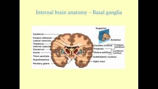 Essentials of Neuroanatomy  CRASH Medical Review Series [upl. by Kath74]