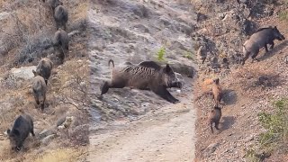 22 Wild Boar Shots in 12 Minutes BEST OF HUNTING Compilation [upl. by Brookes]