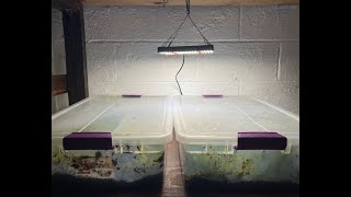 New lighting Emersed aquarium plant setup [upl. by Amalia]