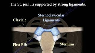 Sternoclavicular joint Dislocations  Everything You Need To Know  Dr Nabil Ebraheim [upl. by Aruon113]