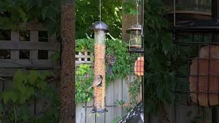 Feline and Avian Companionship A Match Made in Heaven birds catwatchingtv birdenthusiast [upl. by Allac302]