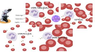 Comprendre les analyses sanguines [upl. by Johna]