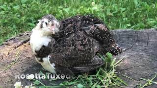 coturnix quail colors [upl. by Nedloh]