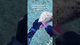 Hunting dinner with knive spearfishing flounder scallops [upl. by Nomra759]