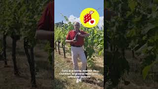 Weinwelt I Wein des Monats mit Frank Kämmer I Juli I NETTO [upl. by Anuahs]