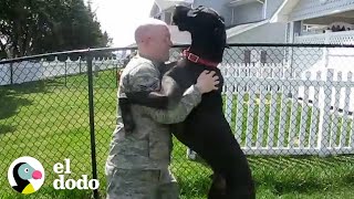 Perros leales reciben a sus padres soldados cuando regresan a casa  El Dodo [upl. by Ecirtnuahs815]