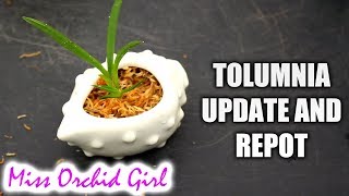 Tolumnia Orchids update  Saving rootless Tolumnia and display ideas [upl. by Darrey]