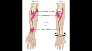 Wrist supination and pronation exercises [upl. by Ennayrb]