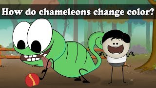 How do chameleons change color  aumsum kids science education children [upl. by Eeluj]