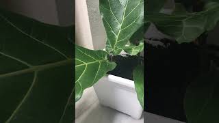 Cómo Propagar Ficus Lyrata por corte [upl. by Ydnys931]