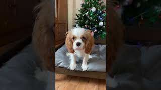 Adorable Cavalier King Charles Spaniel Puppies [upl. by Secnirp659]