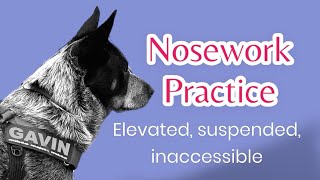 Nosework practice with Gavin [upl. by Magnuson]