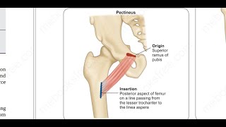 Pectineus muscle [upl. by Nestor]