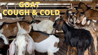 COUGH AND COLD IN GOATS [upl. by Tnomel]