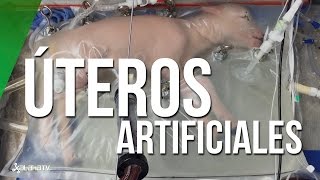 Úteros artificiales ¿el futuro para los bebés prematuros [upl. by Cohin]