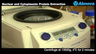 Nuclear and Cytoplasmic Protein Extraction [upl. by Heaps]