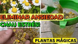 Estás 5 PLANTAS CALMAN Los NERVIOS y el Estrés  Cómo Utilizarlas [upl. by Rramed]