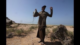 8 days on Socotra Island Yemen in 5 minutes [upl. by Baniez4]