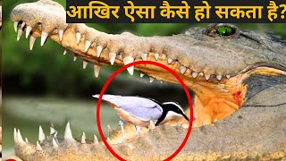 मगरमच्छ के मुंह में पक्षी फिर भी उसे क्यों नहीं खाता हैं Crocodile and the Egyptian Plover Bird [upl. by Heer]