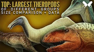 TOP LARGEST THEROPOD DINOSAURS size comparison and data [upl. by Ellecram]