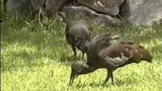 WATTLED IBIS Addis Ababa [upl. by Sikleb]