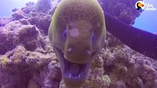 Eel Befriends Diver Enjoys Being Pet  The Dodo [upl. by Ahsienod]