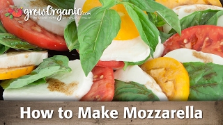 How to Make Organic Mozzarella Cheese [upl. by Ateuqal]