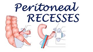 Chp18  Abdominal Recesses  BDC Vol2  Abdominal Cavity  Dr Asif Lectures [upl. by Andromeda]