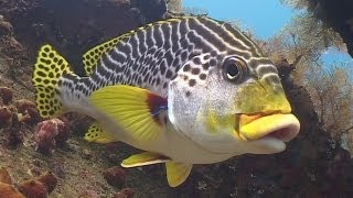 Diving in Bali 720p [upl. by Assert683]