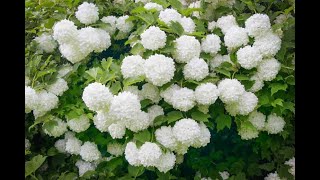 Viburnum opulus Roseum Snowball bush at Floradale Nurseries Gqeberha [upl. by Eseela901]