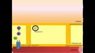 Thyroid Hormone Synthesis [upl. by Frida899]