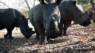 A SAVE THE RHINO SONG Chipembere Rhino Song [upl. by Matthus266]