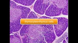 Immunology  Tcell Thymus part 25 [upl. by Gignac731]